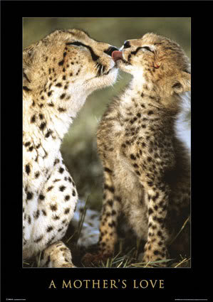 motherslovecatjpg-1.jpg
