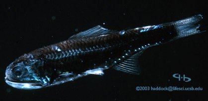 myctophid1-1.jpg