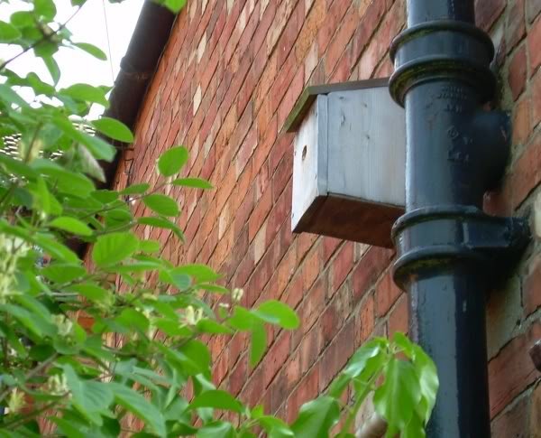 nestbox-1.jpg