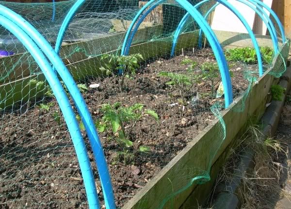 raisedbed 1 - How does your garden grow?