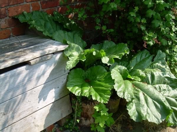 rhubarb-1.jpg