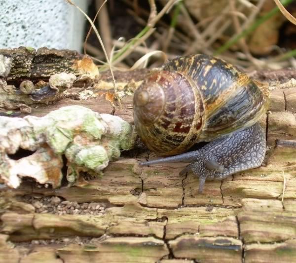 snail-1.jpg