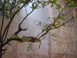 snake10-1.jpg