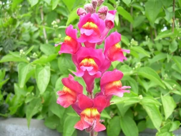 snapdragon-1.jpg