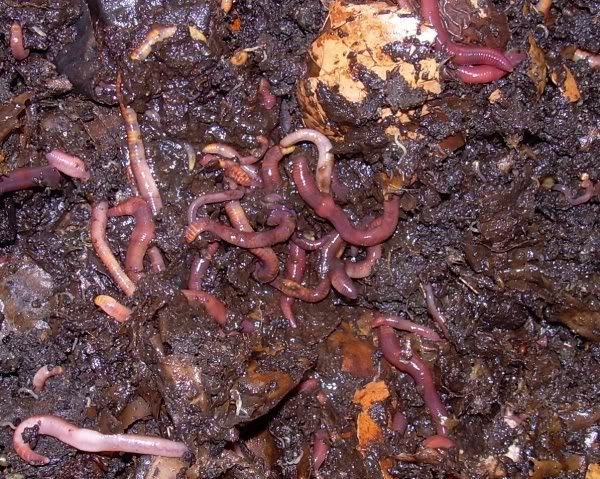 worms 1 - How does your garden grow?