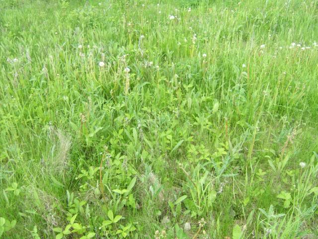 DSCF5731-1.jpg