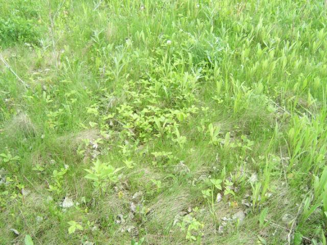 DSCF5733-1.jpg