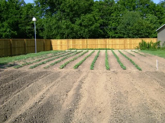 Garden6420082-1.jpg