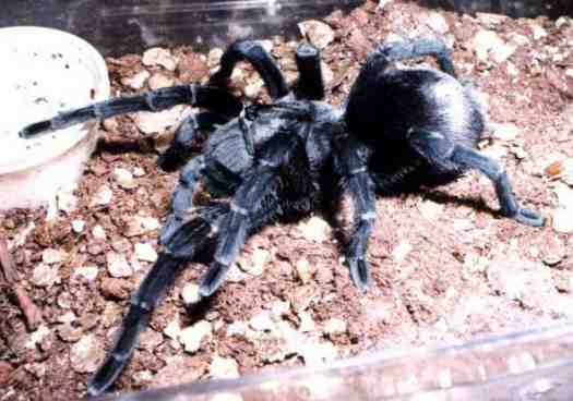 Gpulchra-1.jpg