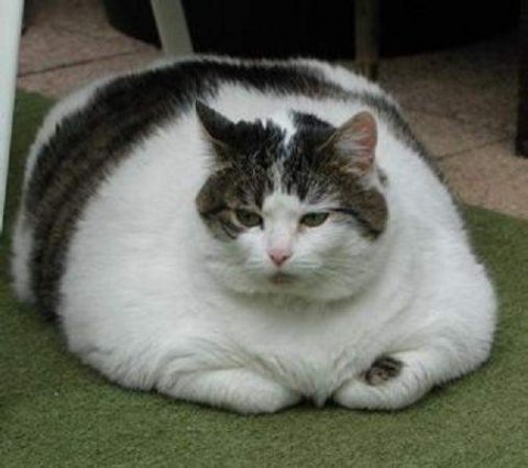 fat_cat_4-1.jpg