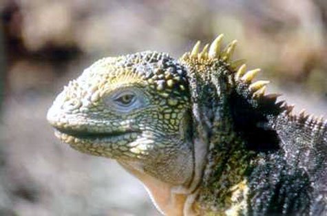 iguana-1.jpg
