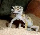 lepgecko1-1.jpg