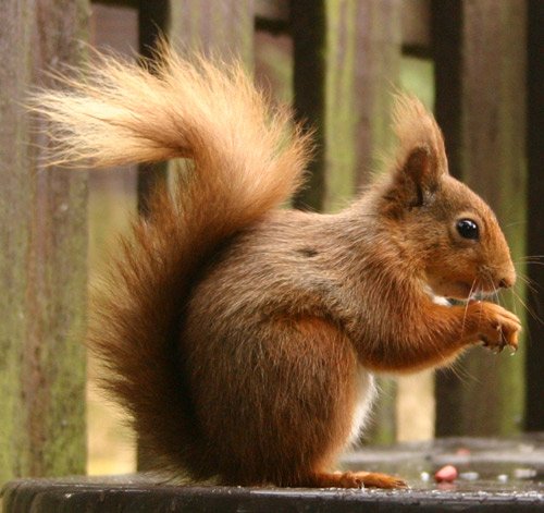 smallsquirrel-1.jpg