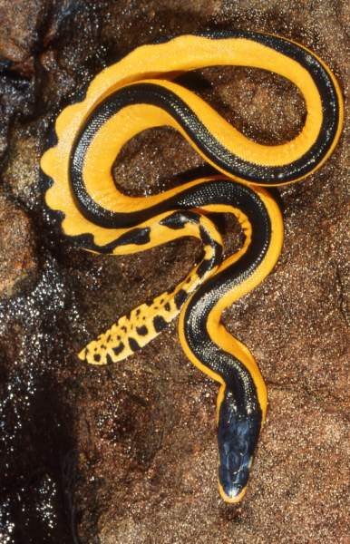 0715_yellowbellied20sea20snake20by20Hal2-1.jpg