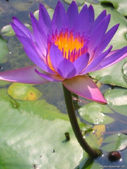 10810lotusflowerinklorchadgardenkualalum-1.jpg