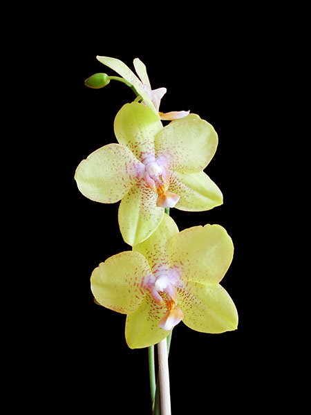 2821Orchid-1.jpg