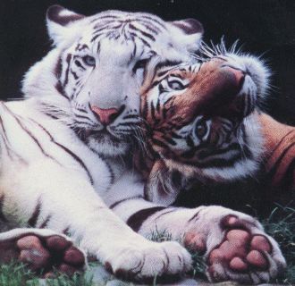 2_tigers-1.jpg
