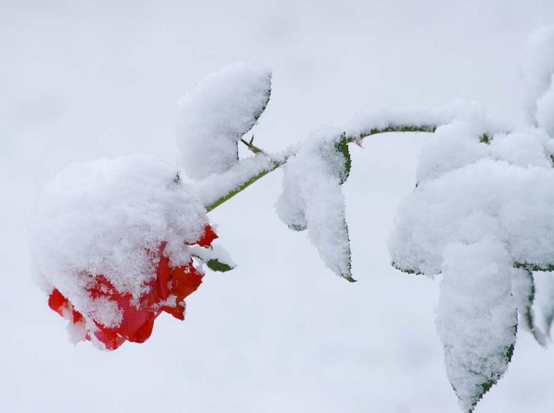 52726737SnowRose6-1.jpg