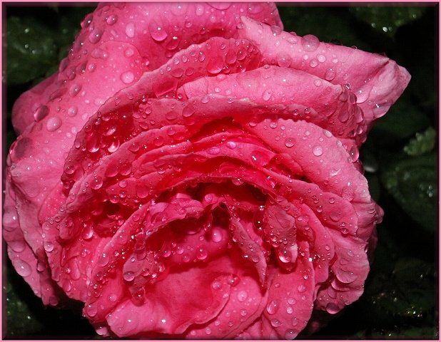 76547616TLbS4qHHPinkTears2-1.jpg