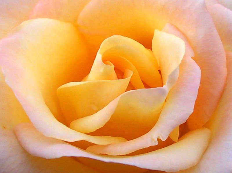 800pxClose up yellow rose 1 - --> JσℓιєFℓєυя Thread <--