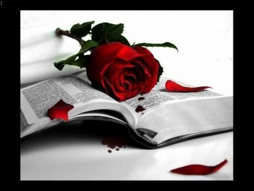 Blood_Rose-1.jpg