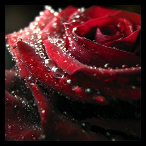 Blood rose by Darkrose42 1 - --> JσℓιєFℓєυя Thread <--