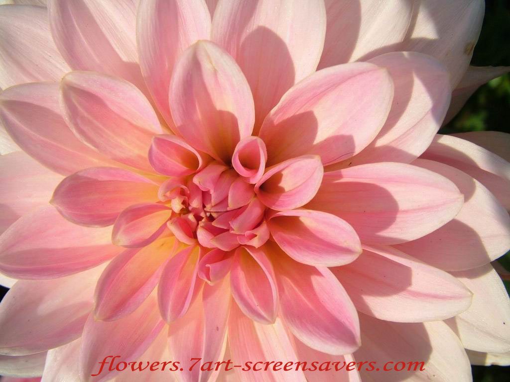 Dahliadecorativebinpinkflower-1.jpg