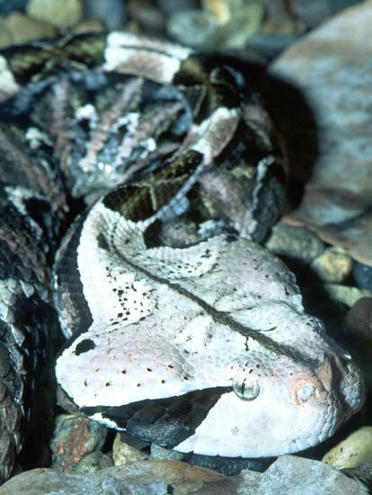 Gaboon20viper-1.jpg