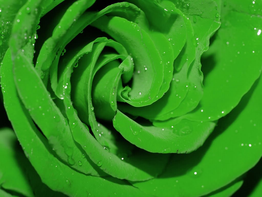 GreenRose-1.jpg
