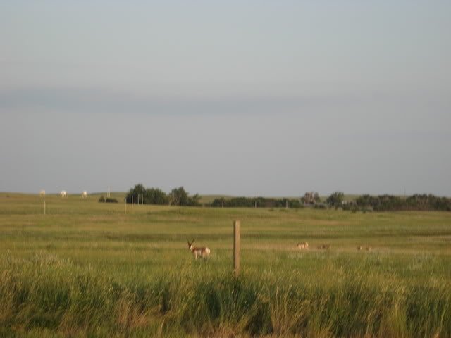 IMG_0126-1.jpg