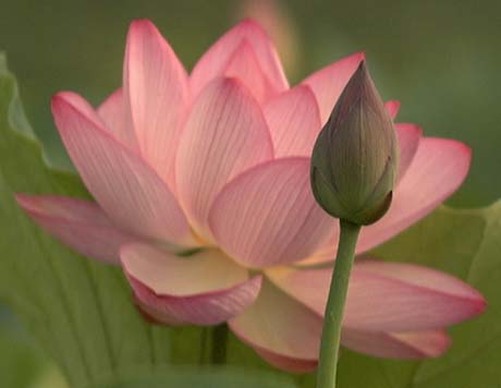Lotus Flower 1 - --> JσℓιєFℓєυя Thread <--