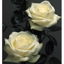 Nova_Zembla_White_Rose_300-1.jpg