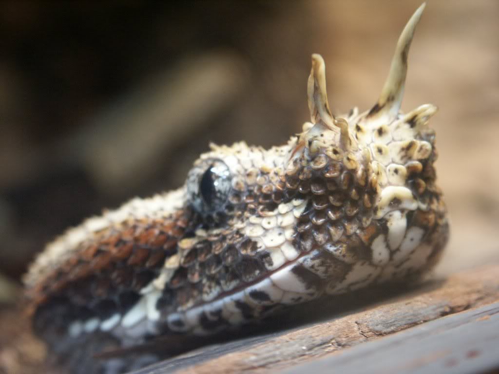 RhinoViper_121902_273-1.jpg
