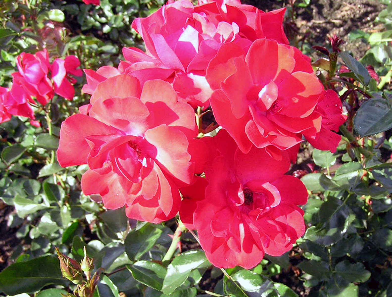 Rose_Paprika-1.jpg