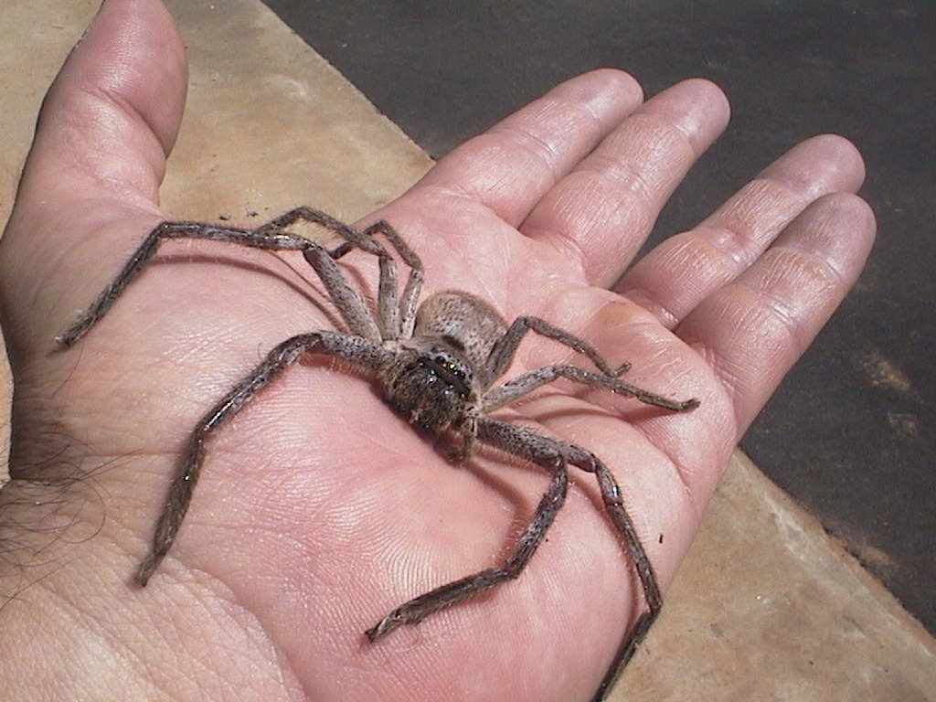 Spider_Dads_handJPG-1.jpg