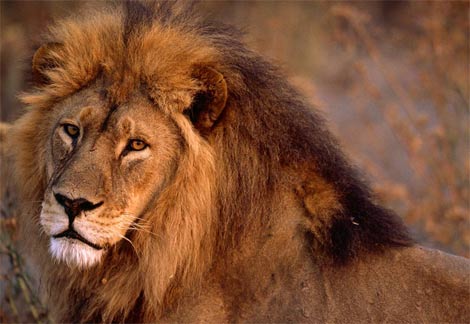 africanlioncloseup-1.jpg