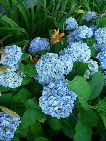 beautifulflowerseverywhere-1.jpg