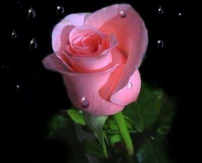 beautifulrose-1.jpg