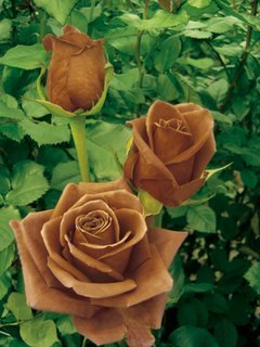 brown rose730323 1 - --> JσℓιєFℓєυя Thread <--