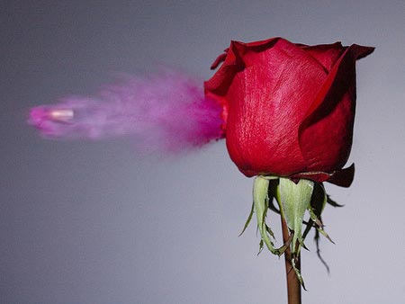 bulletrose-1.jpg