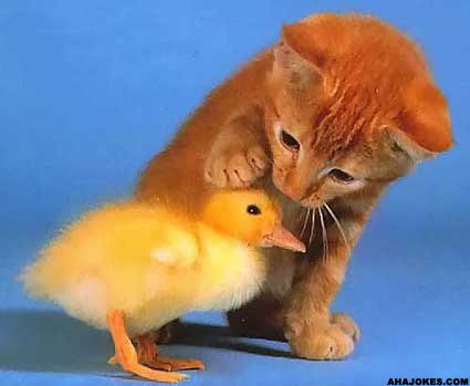 catduck 1 - Heart Warming Pics