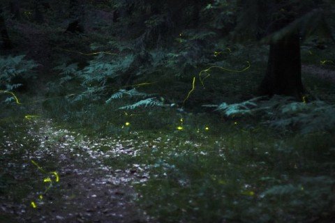 fireflies60pct-1.jpg