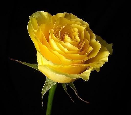 flower-1.jpg