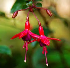 fuchsiahybridared-1.jpg