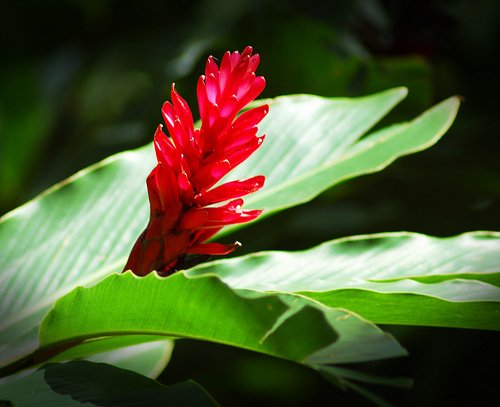 gingerflower-1.jpg