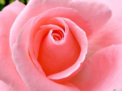 grandifloraroses1-1.jpg