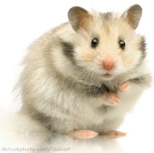 hamster_000002565264-1.jpg