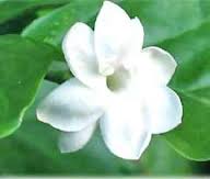 jasmineflowerimagewhitejasmineflower 1 - --> JσℓιєFℓєυя Thread <--