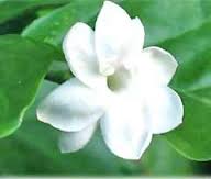 jasmineflowerimagewhitejasmineflower-1.jpg