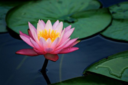 lily pad lotus flower 1 - --> JσℓιєFℓєυя Thread <--